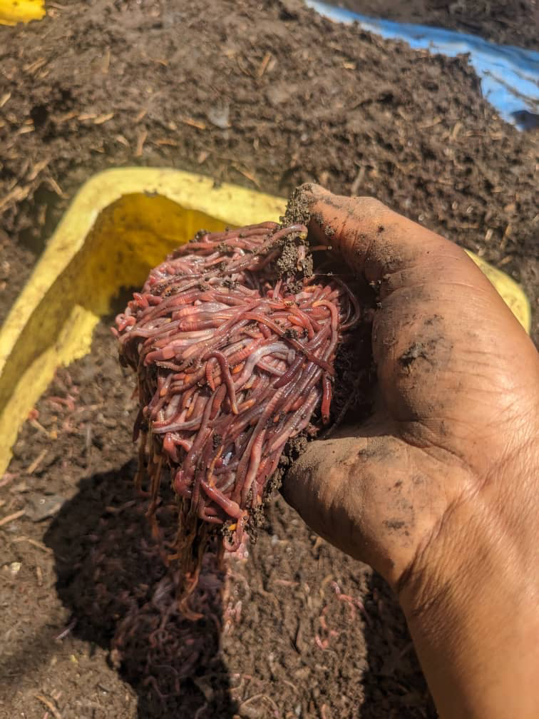 Hands holding vermicompost with red worms